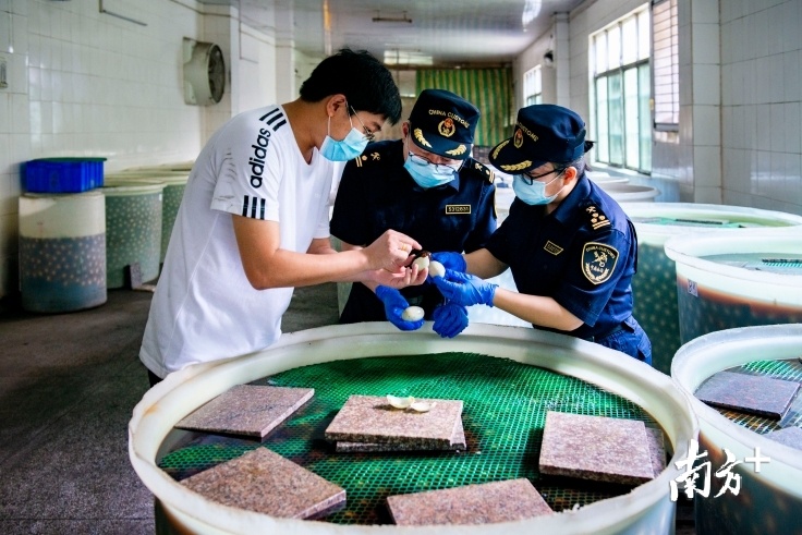 惠州海关工作人员指导企业对出口鸭蛋质量进行把关