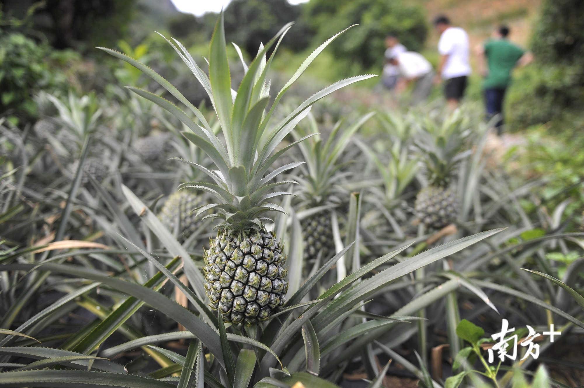 神湾菠萝被列入国家地理标志产品保护名录，每年大量游客慕名而来体验乡村旅游、品尝特色产品。叶志文摄