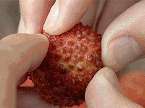 吃三颗荔枝酒驾?又到荔枝上市期,这些禁忌要记得!