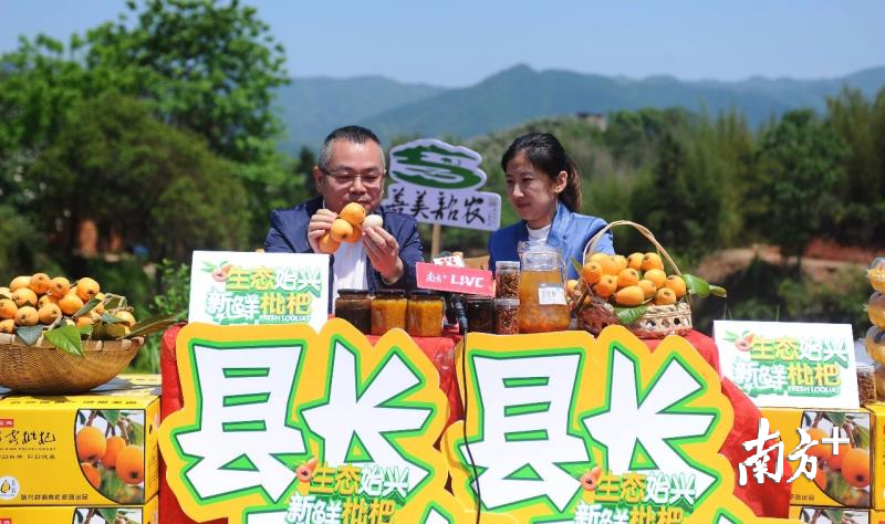 始兴县长首次网络直播，为当地枇杷“带货”。