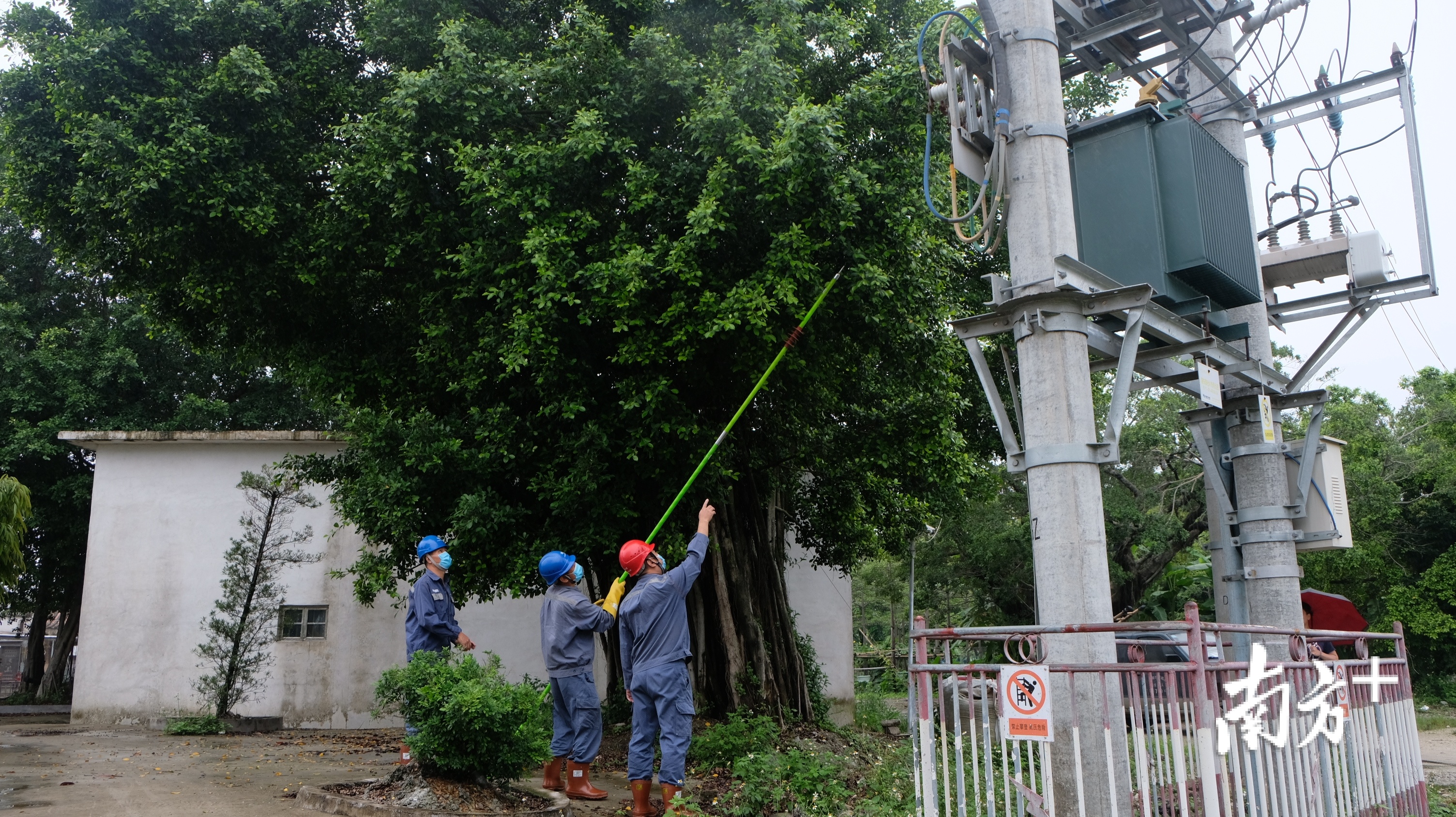 揭阳榕城供电局运维人员针对汛期对可能影响供电线路树木进行清除 林梓博 摄