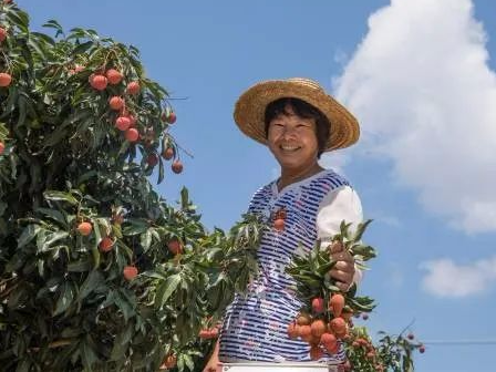 一骑红尘妃子笑,千年荔枝高州来!