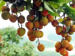 销路越闯越宽!千年罗浮山荔枝即将首次跨出国门