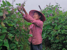 “绿豆豆”变“金豆豆”，翁源青云村美了！|决战决胜脱贫攻坚