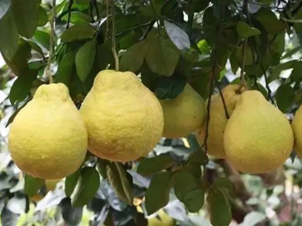 上榜！广东金柚入选国家级优势特色产业集群建设项目