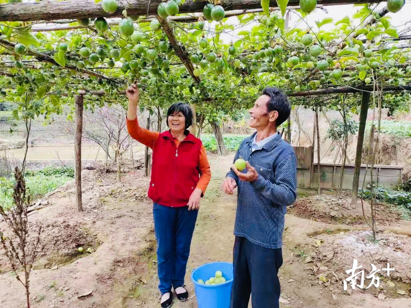 陈禄泉夫妇种植的黄金百香果喜获丰收。（受访者供图）