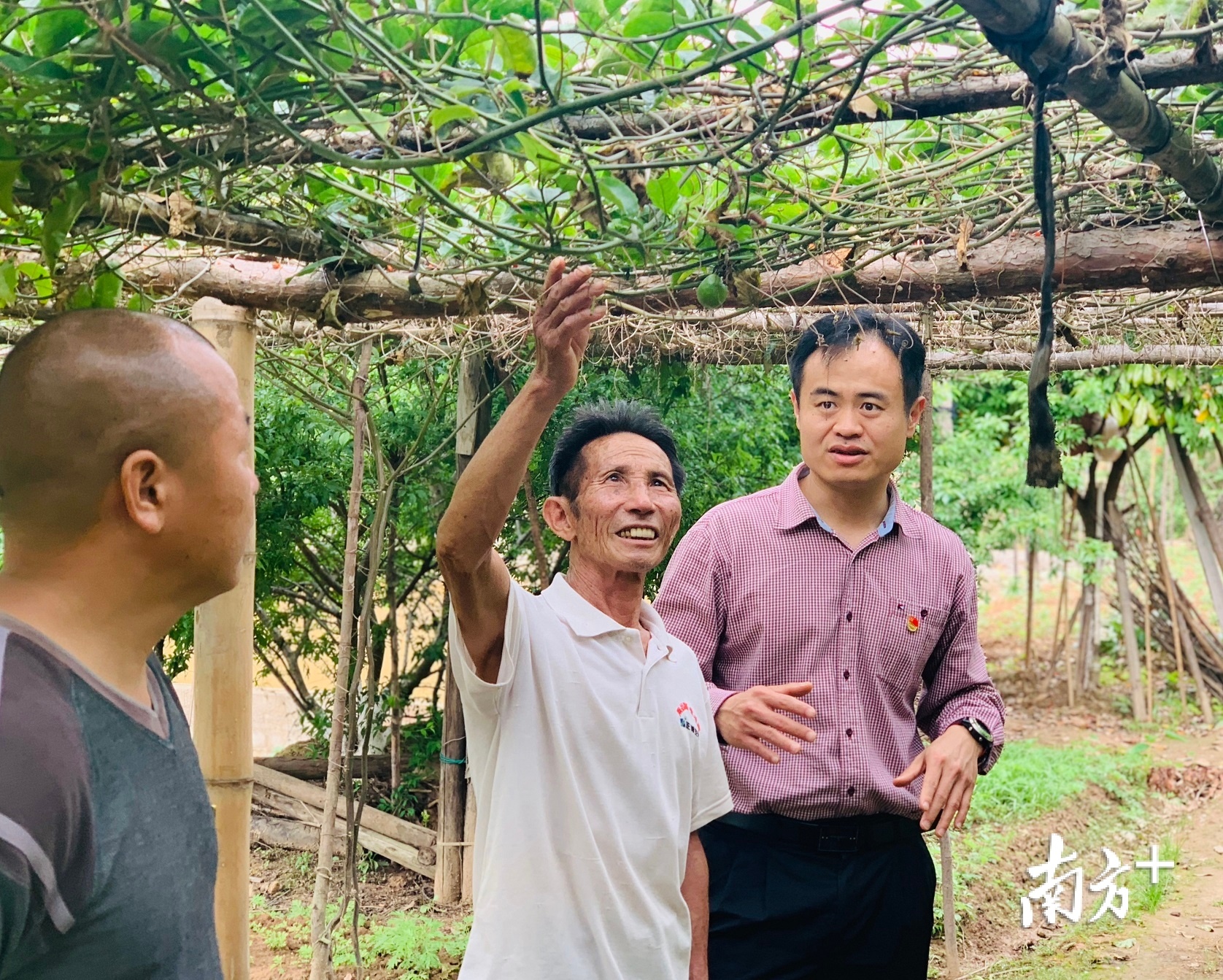 谢沁华（右一）正在指导陈禄泉种植百香古的技巧。（受访者供图）