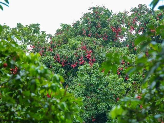 普宁市赤岗镇:赤岗山荔枝再飘香