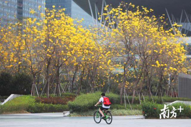 在深圳福中路上，黄花风铃木盛开。 南方日报记者 朱洪波 摄