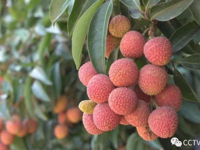 今晚7点,锁定央视!看茂名:荔枝熟了,旅游活了!