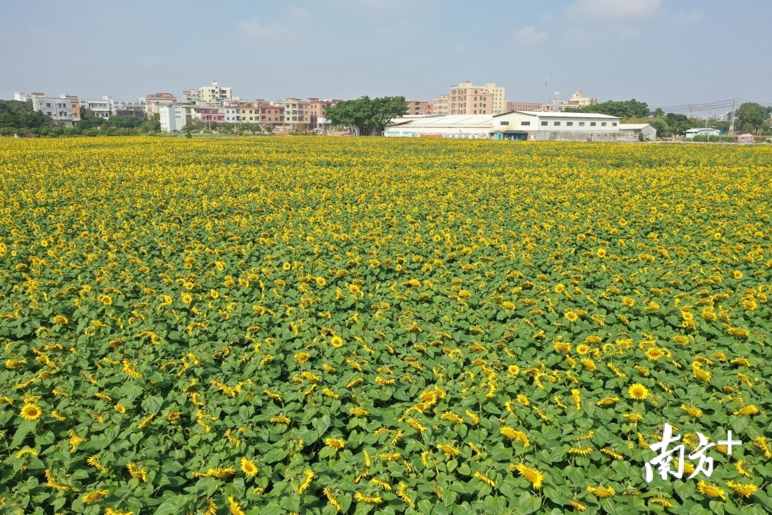 超10万平方米的向日葵花海。 超10万平方米的向日葵花海。