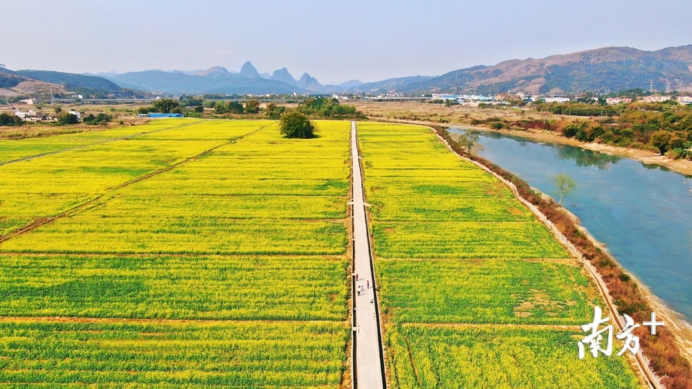 疫情也阻止不了春天的步伐，龙归镇冲下村350多亩的油菜花田成为网红打卡点。 陈励 摄