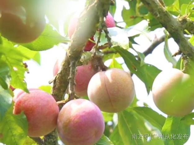 从化溪头村三华李正当时，快来尝鲜！