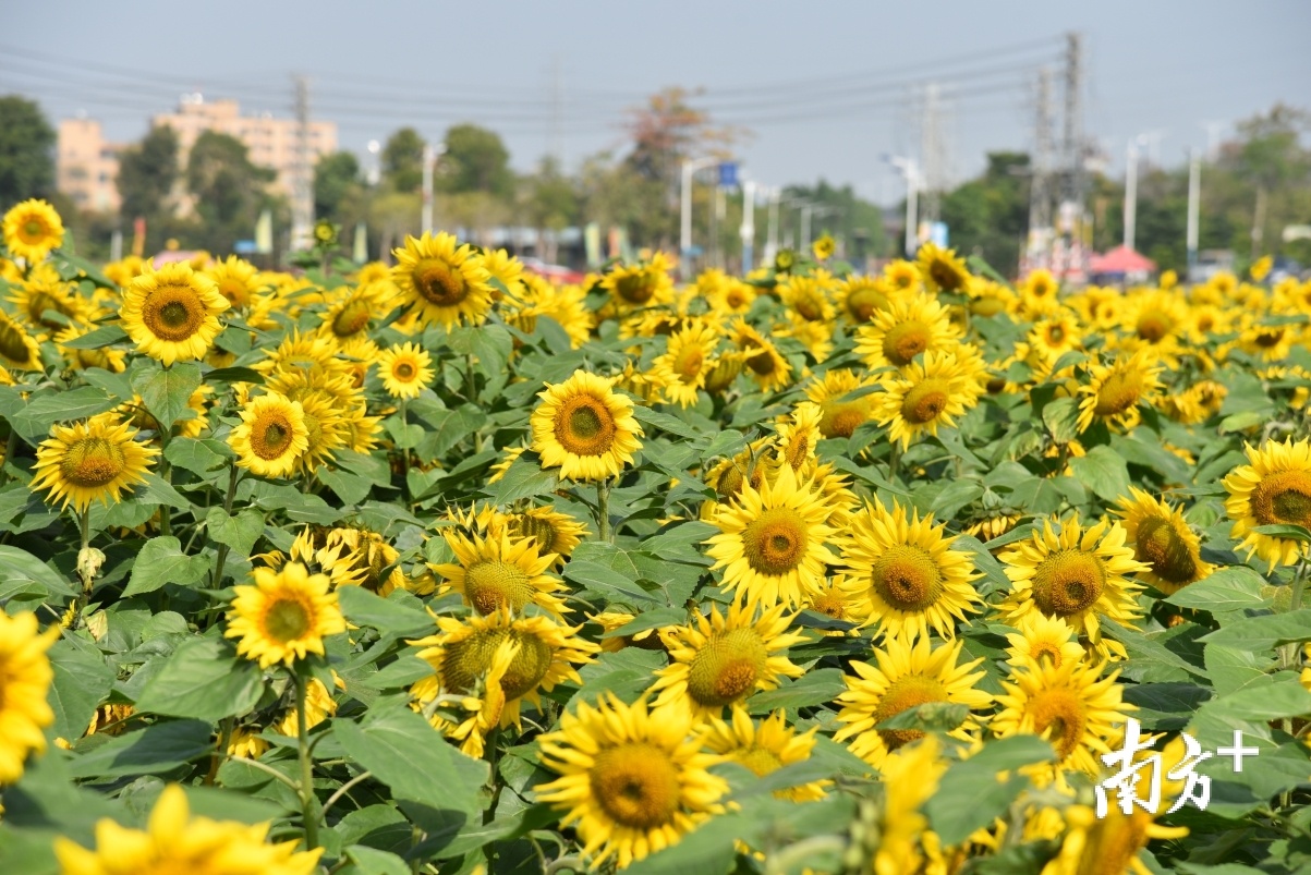盛开的向日葵花海。 盛开的向日葵花海。