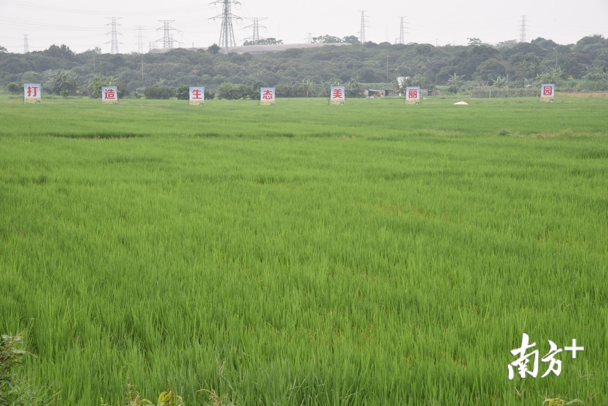 改种稻谷后的禾苗绿意盎然。 改种稻谷后的禾苗绿意盎然。