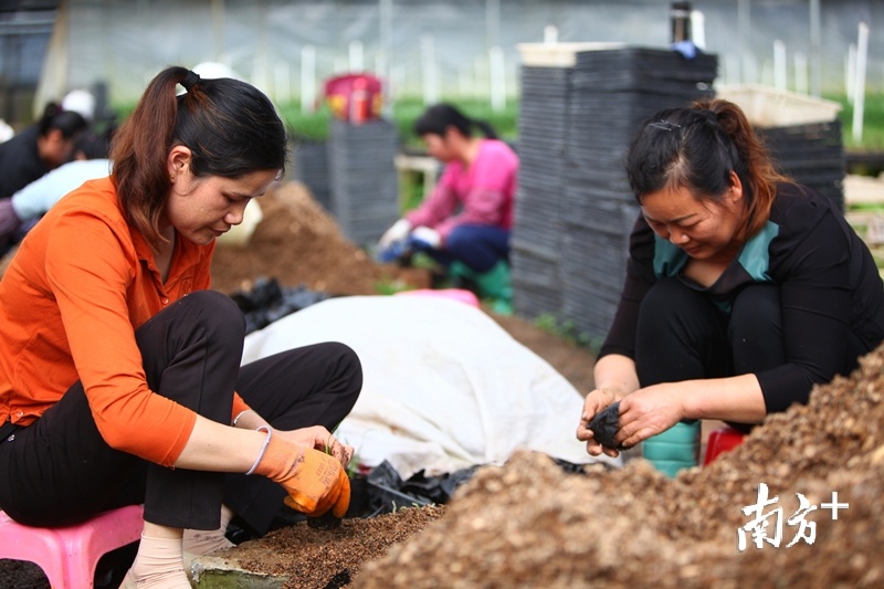 重阳兰花种植基地的工人正在给兰花分株。谢焘 摄