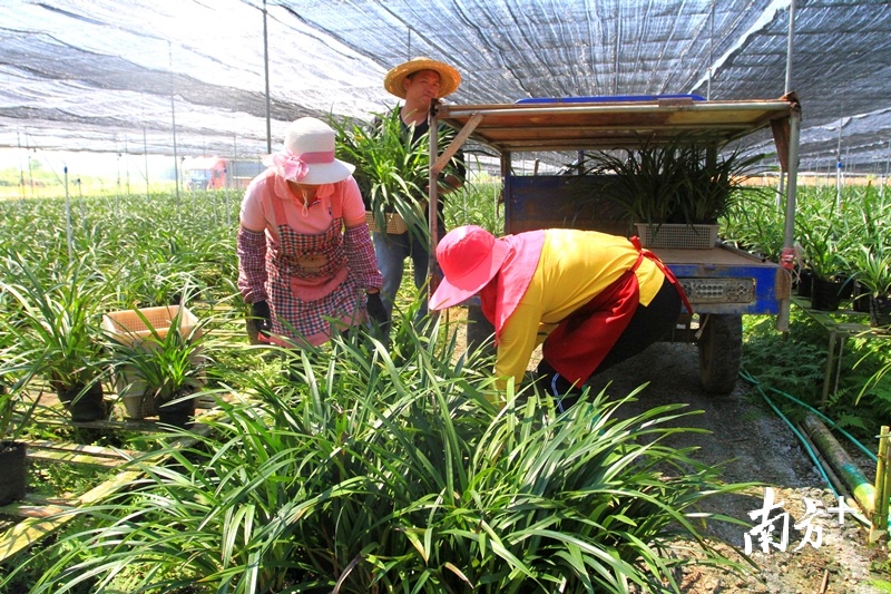 一盆盆兰花从武江区重阳镇兰花种植基地装车发往粤港澳大湾区。陈励 摄