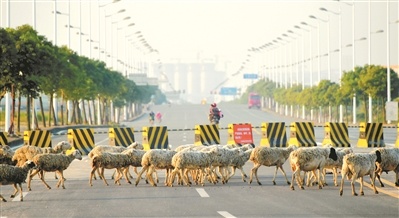 2016年12月,石化八路,一群绵羊经过精细化工园区外。 2016年12月,石化八路,一群绵羊经过精细化工园区外。