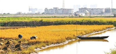 2009年11月,村民在收割稻谷,远处就是泥洲村。两年后,这片稻田已在立沙岛上消失。 2009年11月,村民在收割稻谷,远处就是泥洲村。两年后,这片稻田已在立沙岛上消失。