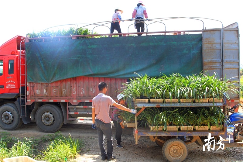 一盆盆兰花从武江区重阳镇兰花种植基地装车发往粤港澳大湾区。陈励 摄