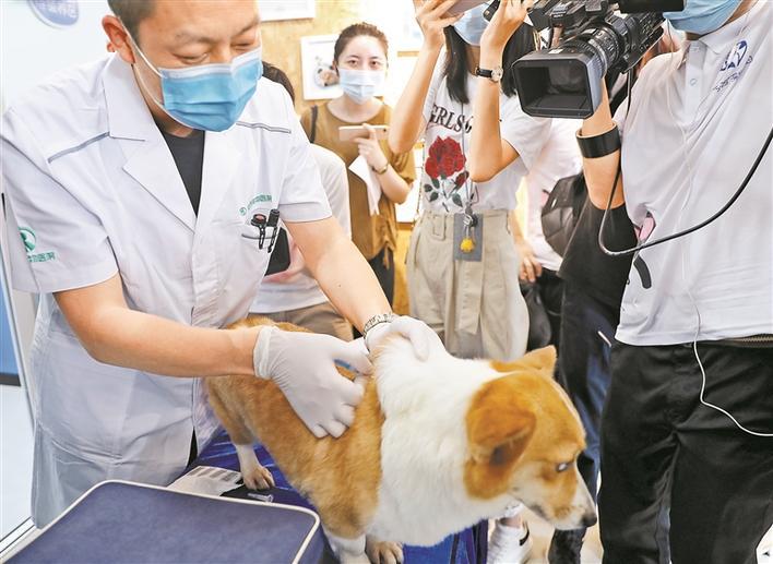 狗狗芯片注射图解图片