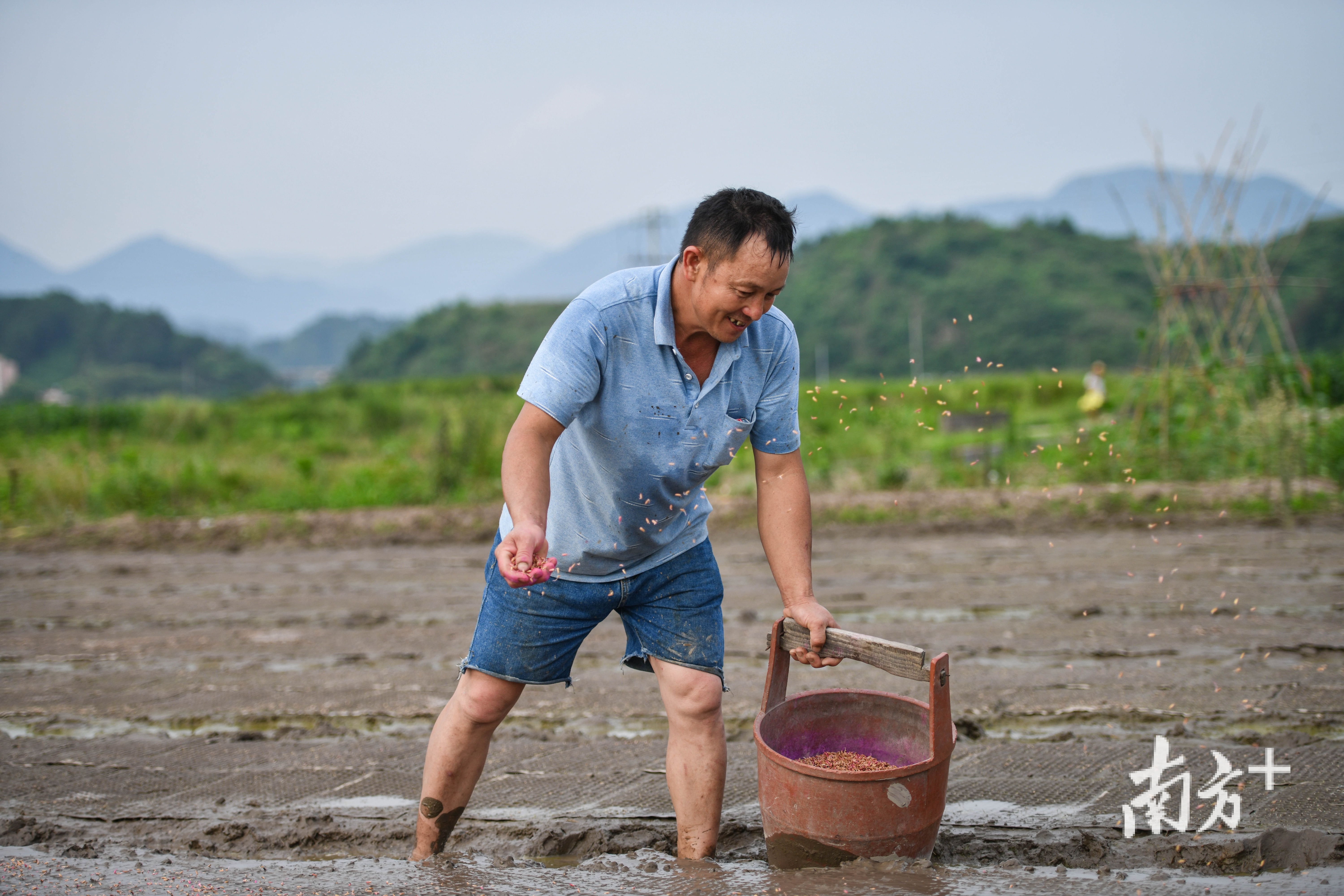吴战辉在田地里忙着播种、育秧。
