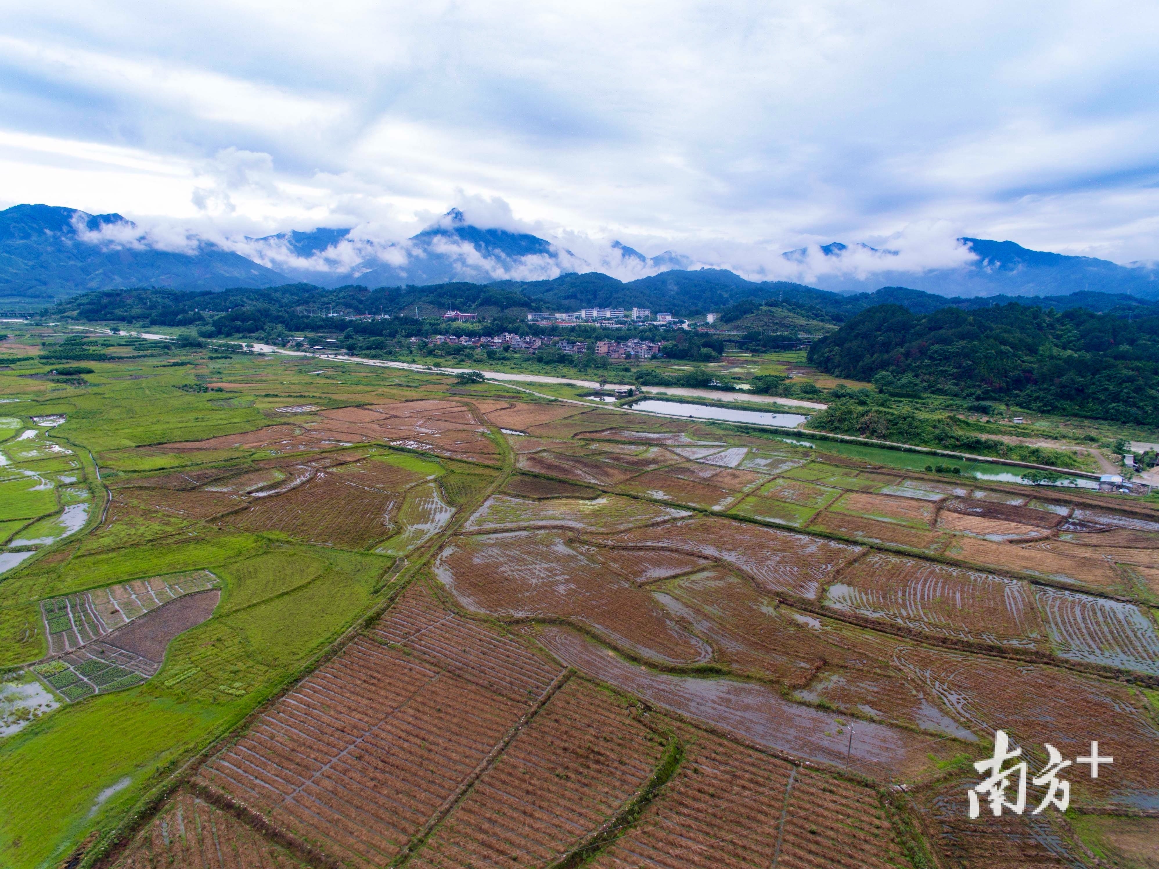 朱岗村建设优质稻生产基地，并交由村经济社统一管理。