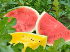 皮薄爆汁、香甜起沙……南海本地西瓜清凉上市，吃瓜群众马上集合！