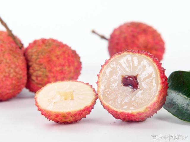 特级果卖“特价”!广东荔枝品牌桂味在Ole’率先开卖