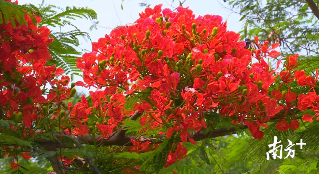 海陵岛闸坡汽车总站附近的凤凰花开了,如火焰般热烈。