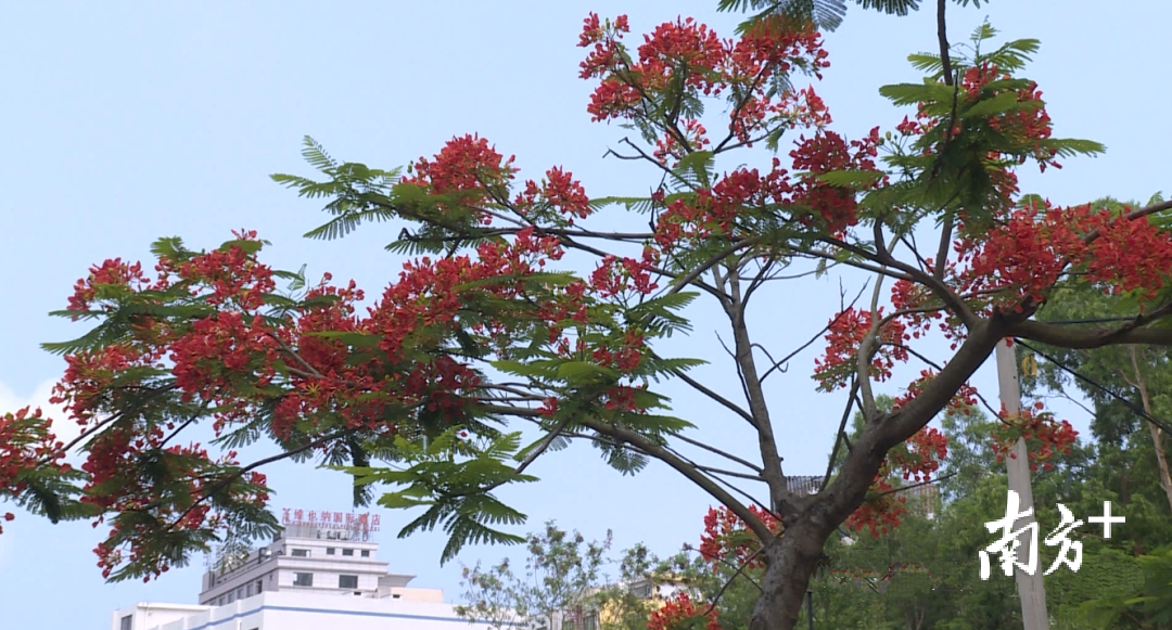 几年前种下的凤凰树现已有4-5米高。