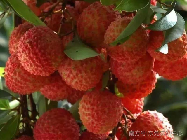 【小高厨房32】这才是东莞荔枝的正确打开方式吧!