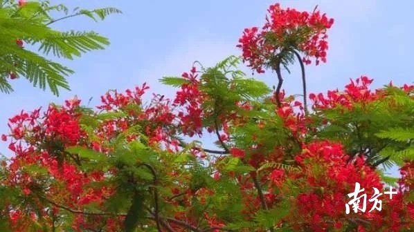鲜红的花朵配合嫩绿的羽状叶子,凤凰花的美丽深受阳江人民的喜爱。