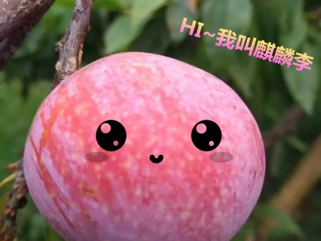 有“李”真好！李中之皇封开麒麟李熟了！现在邀您一起去“云采摘”