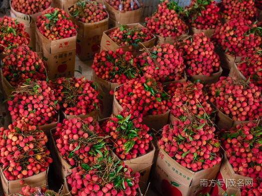 千年荔乡,蝉鸣果丰