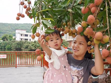 郁南宝珠镇荔枝大丰收,太诱人了!