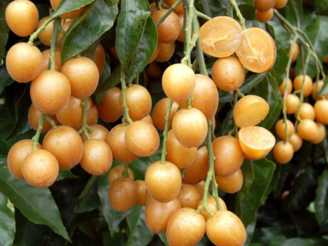 郁南无核黄皮，值得大吃一斤！