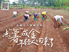 雷州乌石镇那毛村：点薯“成金”年轻人回来了