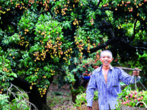 惠州(镇隆)首届东坡荔枝文化节将于6月15日开幕