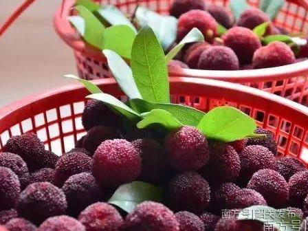 马坝：杨梅飘香，贫困户每年增收2万多元