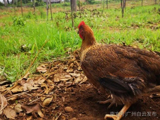 你在线预约，我帮你养鸡！小程序助力鱼水村贫困户稳定脱贫