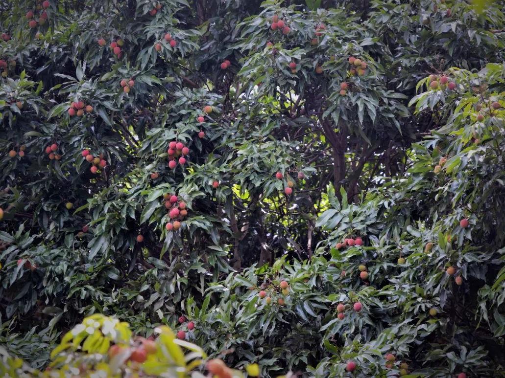 南海有个荔枝园,400多棵30年老树挂满果实,鲜甜多汁!等你来摘!