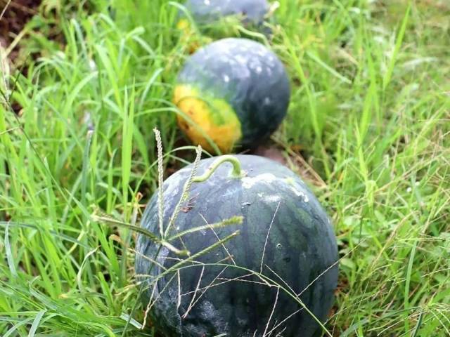 香甜起沙！高明本地西瓜清凉上市，吃瓜群众马上集合！