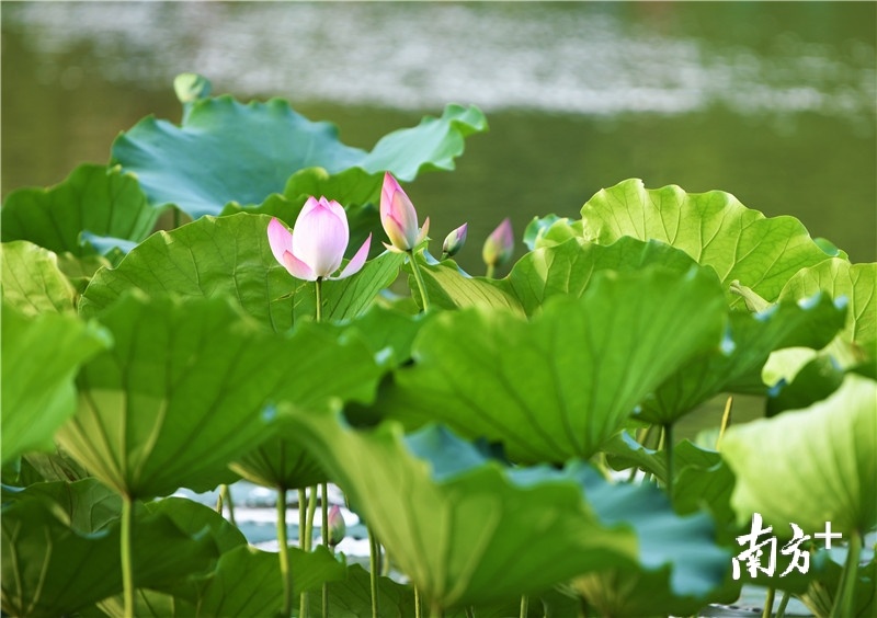 粉红偏白的花骨朵，颇有一种盛夏的清凉感。杨兴乐摄