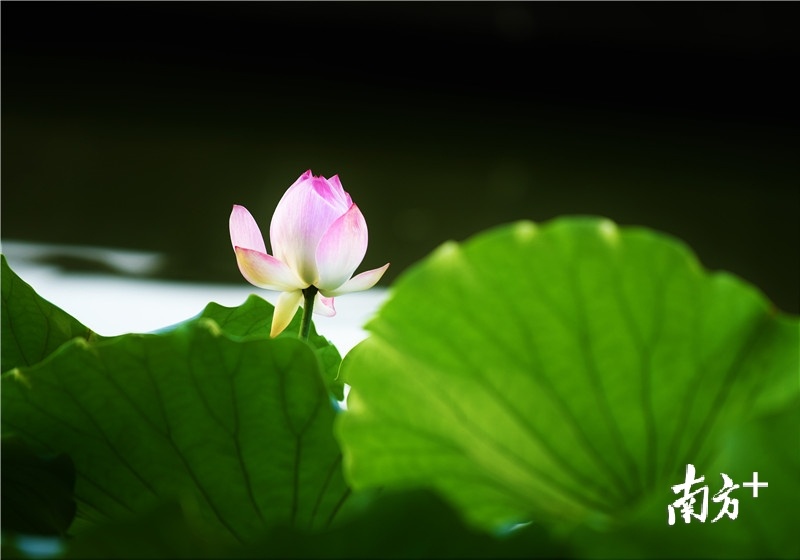 荷叶中见你峻拔的身影。杨兴乐摄