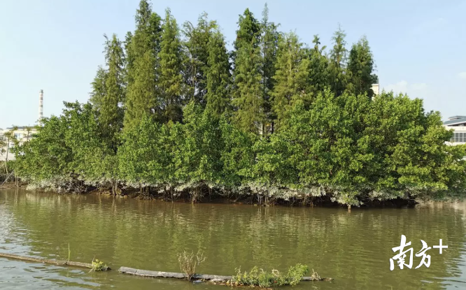 鱼类、鸟类回归，麻涌红树林“试验田”生机盎然