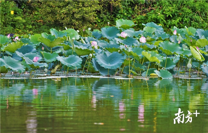 湖畔荷花连片开放。杨兴乐摄