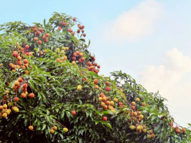 鲜甜多汁!里水这个超大果园400多棵荔枝开摘