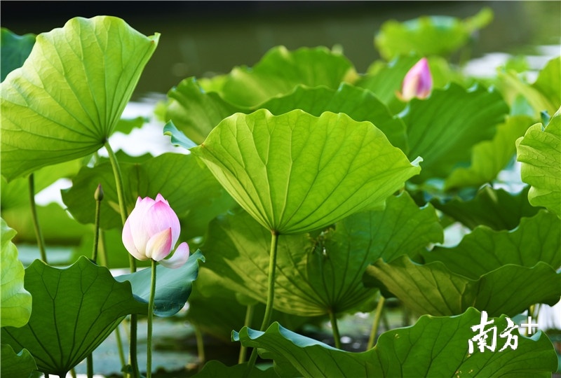 清晨或黄昏，荷叶透着微光，荷花静静绽放。杨兴乐摄