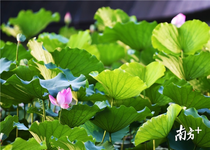 荷叶中悄然绽放一朵盛夏的热情。杨兴乐摄